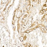 Immunohistochemistry - Anti-Thrombomodulin Antibody (A14527) - Antibodies.com