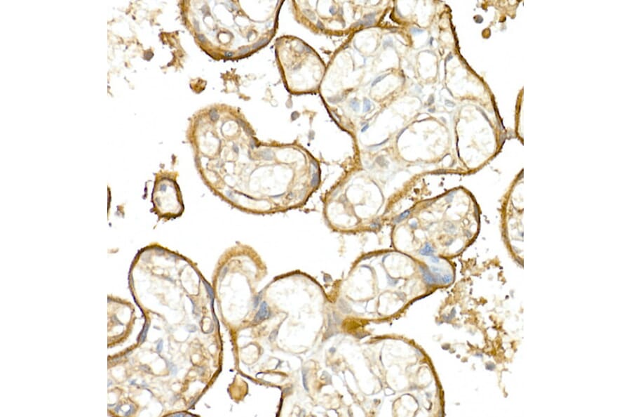 Immunohistochemistry - Anti-Thrombomodulin Antibody (A14527) - Antibodies.com