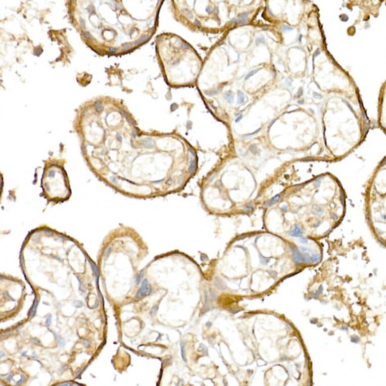 Immunohistochemistry - Anti-Thrombomodulin Antibody (A14527) - Antibodies.com