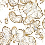 Immunohistochemistry - Anti-Thrombomodulin Antibody (A14527) - Antibodies.com