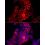 Immunofluorescence - Anti-Thrombomodulin Antibody (A14527) - Antibodies.com