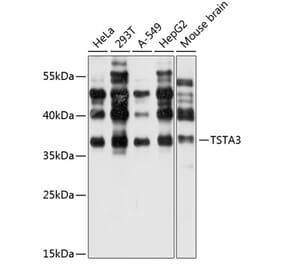 Western Blot - Anti-TSTA3 Antibody (A14530) - Antibodies.com