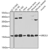 Western Blot - Anti-Ube2L3/UBCH7 Antibody (A14531) - Antibodies.com