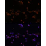 Immunofluorescence - Anti-Ube2L3/UBCH7 Antibody (A14531) - Antibodies.com