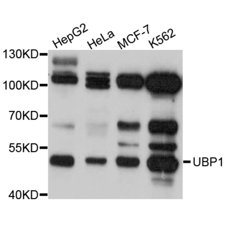 Western Blot - Anti-UBP1 Antibody (A4177) - Antibodies.com