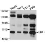 Western Blot - Anti-UBP1 Antibody (A4177) - Antibodies.com