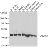 Western Blot - Anti-UQCRC2 Antibody (A14534) - Antibodies.com