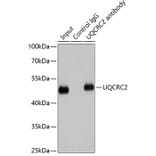 Western Blot - Anti-UQCRC2 Antibody (A14534) - Antibodies.com