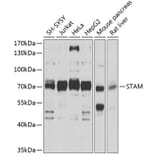Western Blot - Anti-STAM1 Antibody (A14536) - Antibodies.com