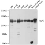 Western Blot - Anti-USP5 Antibody (A14537) - Antibodies.com