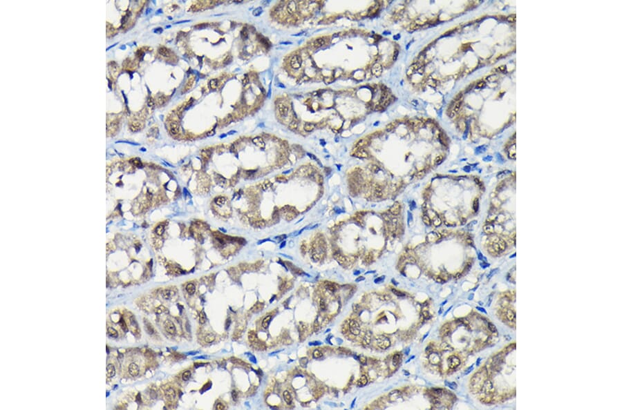 Immunohistochemistry - Anti-USP5 Antibody (A14537) - Antibodies.com