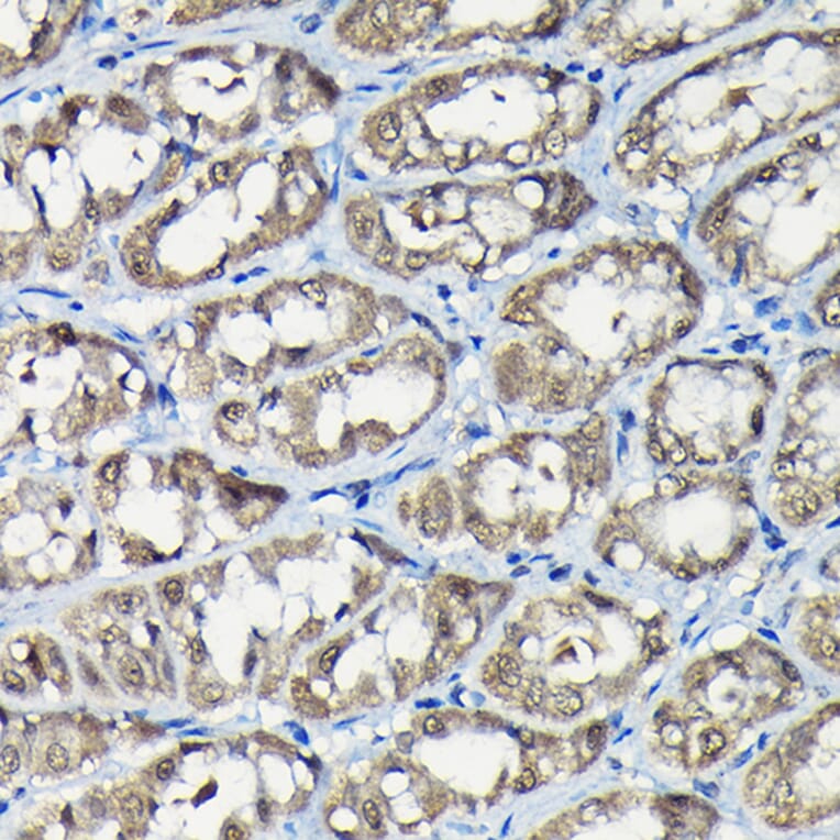 Immunohistochemistry - Anti-USP5 Antibody (A14537) - Antibodies.com