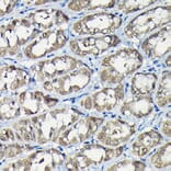 Immunohistochemistry - Anti-USP5 Antibody (A14537) - Antibodies.com