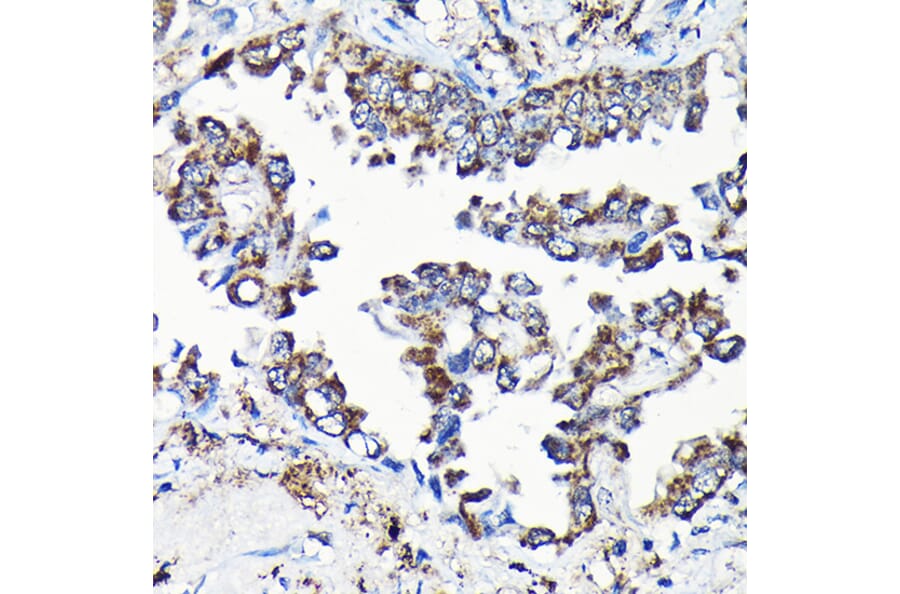 Immunohistochemistry - Anti-USP5 Antibody (A14537) - Antibodies.com