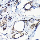 Immunohistochemistry - Anti-USP5 Antibody (A14537) - Antibodies.com