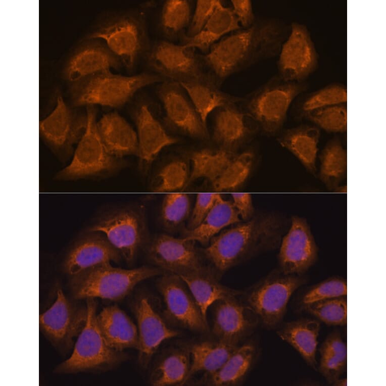 Immunofluorescence - Anti-USP5 Antibody (A14537) - Antibodies.com