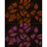 Immunofluorescence - Anti-USP5 Antibody (A14537) - Antibodies.com
