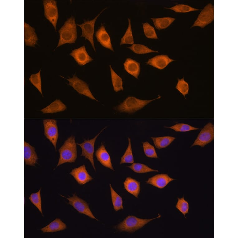 Immunofluorescence - Anti-USP5 Antibody (A14537) - Antibodies.com