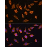 Immunofluorescence - Anti-USP5 Antibody (A14537) - Antibodies.com