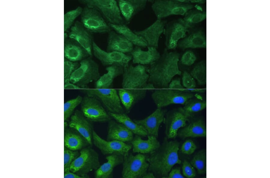 Immunofluorescence - Anti-eIF3g Antibody (A14538) - Antibodies.com
