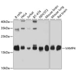 Western Blot - Anti-VAMP4 Antibody (A14539) - Antibodies.com