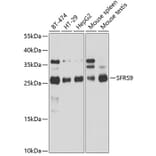 Western Blot - Anti-SFRS9 / SRSF9 Antibody (A14540) - Antibodies.com