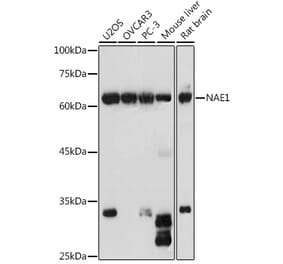 Western Blot - Anti-APPBP1 Antibody (A14542) - Antibodies.com