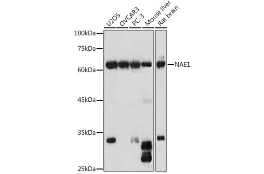 Western Blot - Anti-APPBP1 Antibody (A14542) - Antibodies.com
