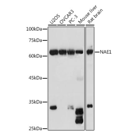 Western Blot - Anti-APPBP1 Antibody (A14542) - Antibodies.com