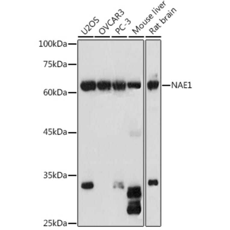 Western Blot - Anti-APPBP1 Antibody (A14542) - Antibodies.com