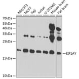 Western Blot - Anti-EIF1AY Antibody (A14544) - Antibodies.com