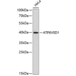 Western Blot - Anti-ATP6V0D1 / P39 Antibody (A14545) - Antibodies.com
