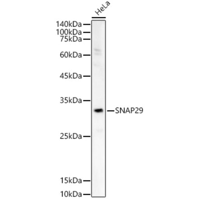 Western Blot - Anti-SNAP29 Antibody (A14546) - Antibodies.com