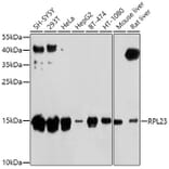 Western Blot - Anti-RPL23 Antibody (A14547) - Antibodies.com