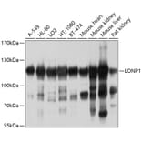 Western Blot - Anti-LONP1/Lon Antibody (A14548) - Antibodies.com