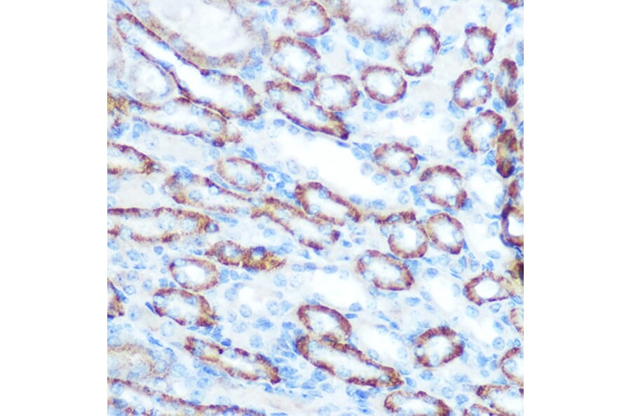 Immunohistochemistry - Anti-LONP1/Lon Antibody (A14548) - Antibodies.com