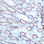 Immunohistochemistry - Anti-LONP1/Lon Antibody (A14548) - Antibodies.com