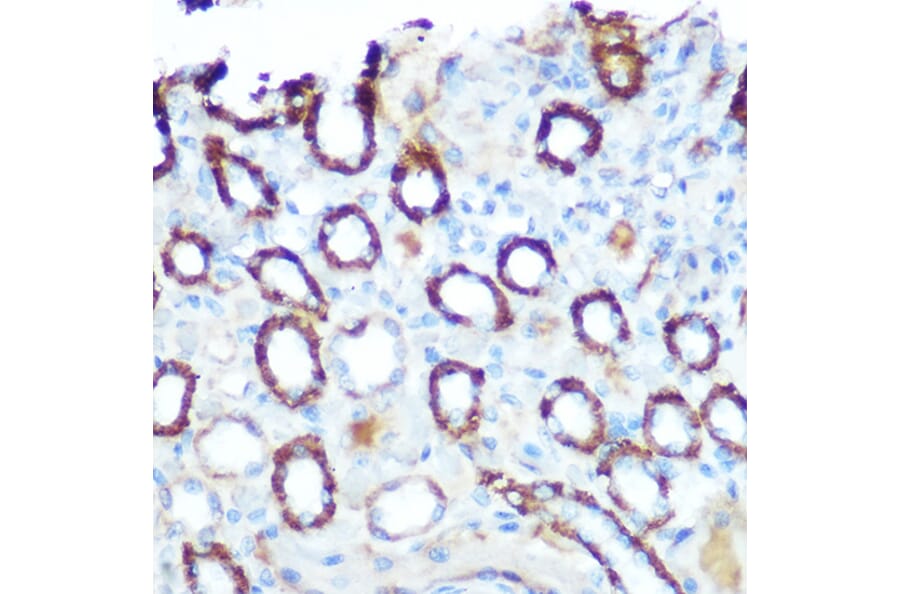 Immunohistochemistry - Anti-LONP1/Lon Antibody (A14548) - Antibodies.com
