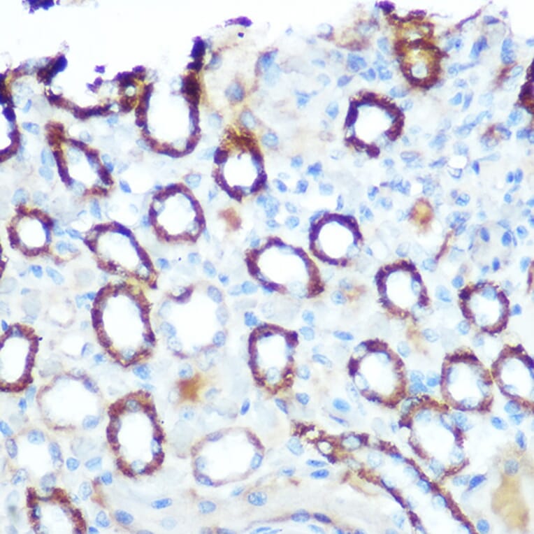 Immunohistochemistry - Anti-LONP1/Lon Antibody (A14548) - Antibodies.com