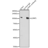 Western Blot - Anti-LONP1/Lon Antibody (A14548) - Antibodies.com