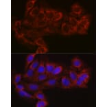 Immunofluorescence - Anti-EIF4E2 Antibody (A14549) - Antibodies.com