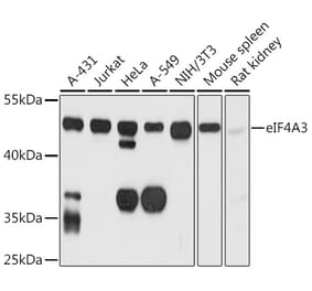 Western Blot - Anti-eIF4A3 Antibody (A14551) - Antibodies.com