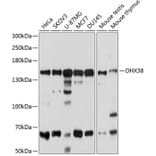 Western Blot - Anti-PRP16 Antibody (A14552) - Antibodies.com