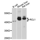 Western Blot - Anti-RCL1 Antibody (A4382) - Antibodies.com