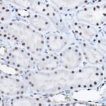 Immunohistochemistry - Anti-BCAS2 Antibody (A14558) - Antibodies.com