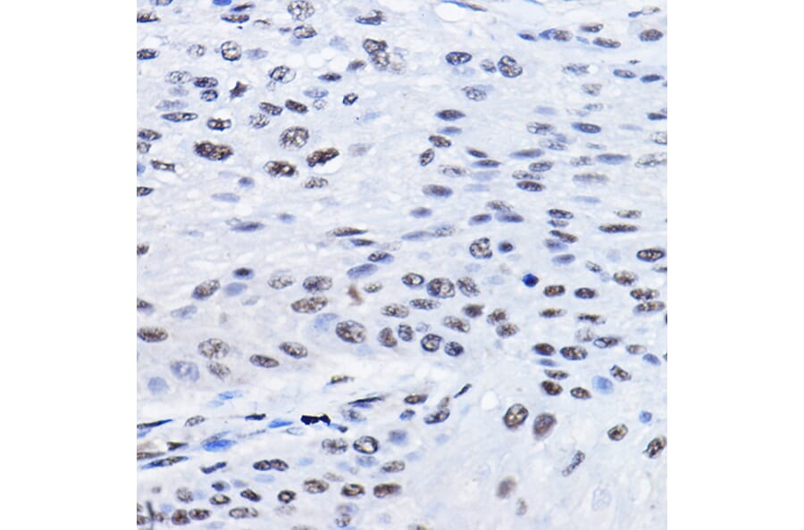 Immunohistochemistry - Anti-BCAS2 Antibody (A14558) - Antibodies.com
