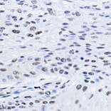 Immunohistochemistry - Anti-BCAS2 Antibody (A14558) - Antibodies.com