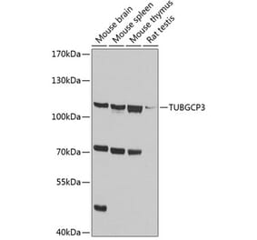 Western Blot - Anti-TUBGCP3 Antibody (A14560) - Antibodies.com