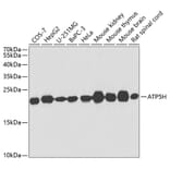 Western Blot - Anti-ATP5H Antibody (A14561) - Antibodies.com