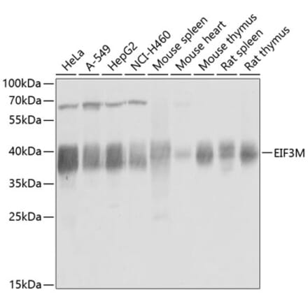 Western Blot - Anti-PCID1 Antibody (A14562) - Antibodies.com